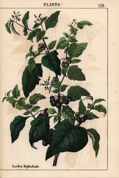 Hierba mora de jardín o negra con bayas negras Solanum nigrum   , de "The Instructive Picturebook, or Lessons from the Vegetable World", [Charlotte Mary Yonge], Edimburgo de English School