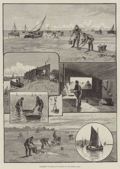 Recolección de berberechos y bígaros en la costa de Essex de English School