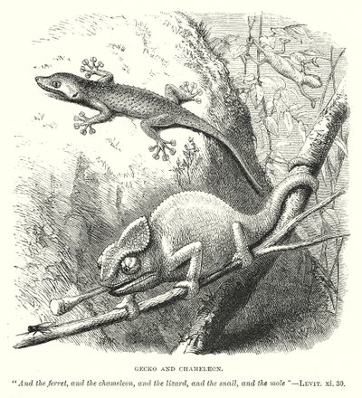 Gecko y camaleón (grabado) de English School