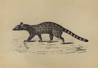 Genet (litografía en color) de English School