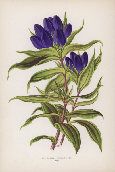 Gentiana Andrewsii (litografía en color) de English School