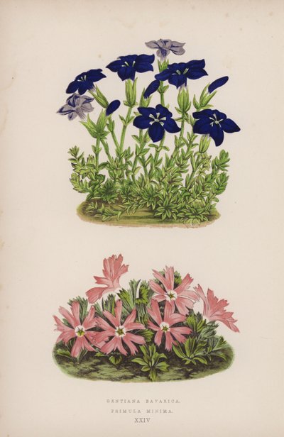 Gentiana Bavarica; Primula Minima (litografía en color) de English School