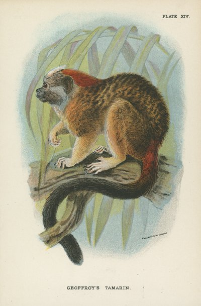 El tamarino de Geoffroy de English School