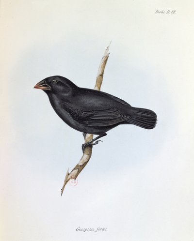 Geospiza Fortis, ilustración de La Zoología del Viaje del H.M.S. Beagle, 1832-36, por Charles Darwin (1809-92), 1840 de English School