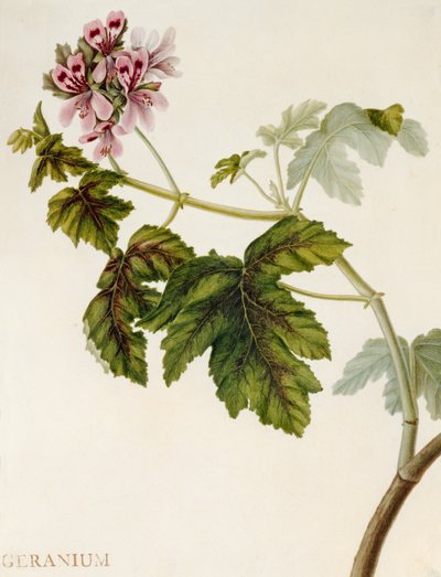 Geranio de English School