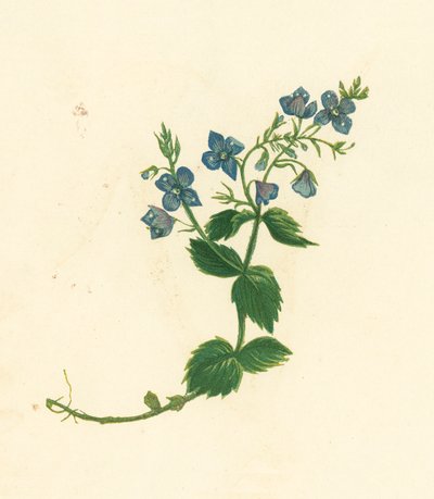 Germander Speedwell, Veronica Chamaedrys (litografía en color) de English School