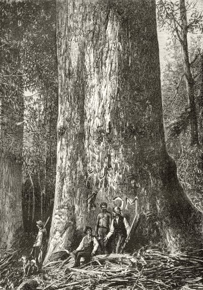 Árbol de goma gigante, de 
