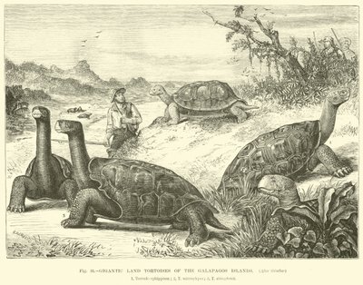 Tortugas terrestres gigantes de las Islas Galápagos de English School