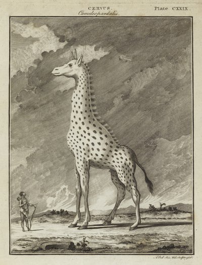 Jirafa (Cervus camelopardalis) de English School