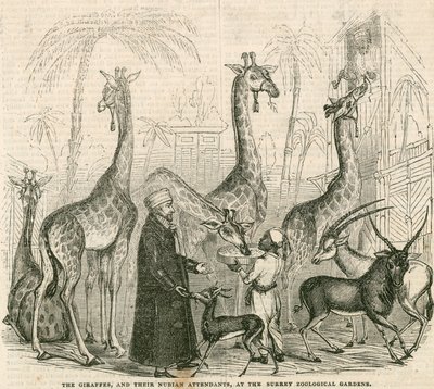 Jirafas y sus asistentes nubios en los Jardines Zoológicos de Surrey, Londres de English School