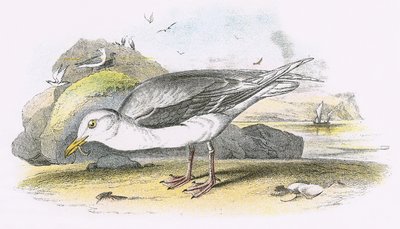 Gaviota glauca de English School