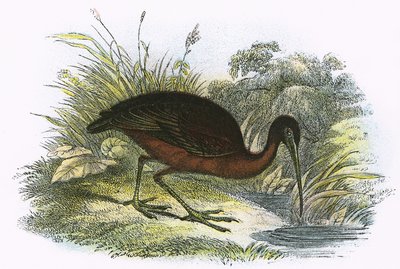 Ibis brillante de English School