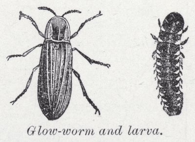 Luciérnaga y larva de English School