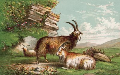 Cabras de English School
