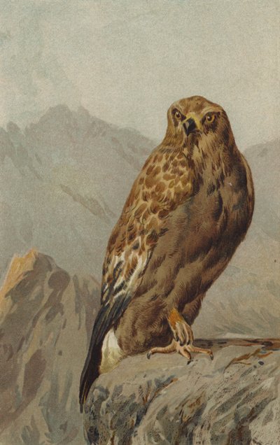 Águila real (cromolito) de English School
