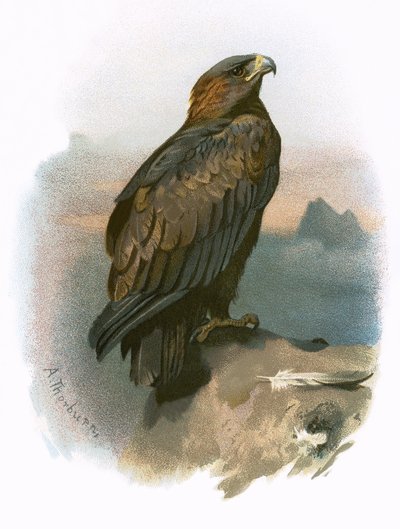 Águila real de English School