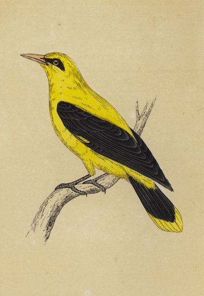 Oriole dorada (litografía en color) de English School