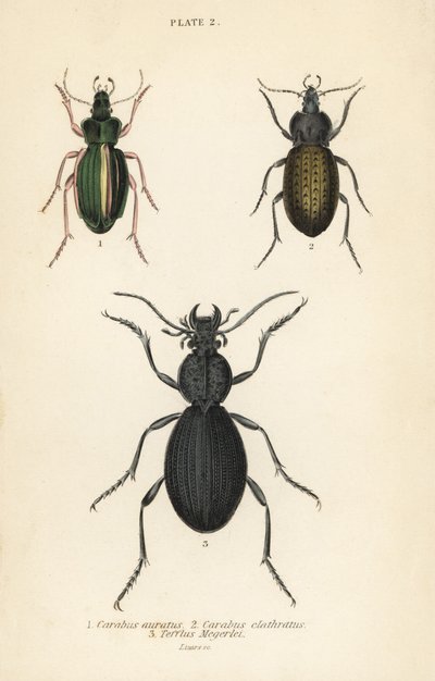 Escarabajo de tierra dorado, Carabus auratus 1, escarabajo de tierra, Carabus clathratus 2, y gran escarabajo de tierra negro, Tefflus megerlei de English School