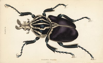 Escarabajo Goliat, Goliathus goliatus (Goliathus magnus) de English School