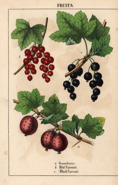 Frutos de grosella espinosa, grosella roja y grosella negra   , de "The Instructive Picturebook, or Lessons from the Vegetable World", [Charlotte Mary Yonge], Edimburgo de English School