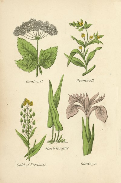 Hierba de Gota, Gromwell, Lengua de Ciervo, Oro de Placer, Gladwyn de English School