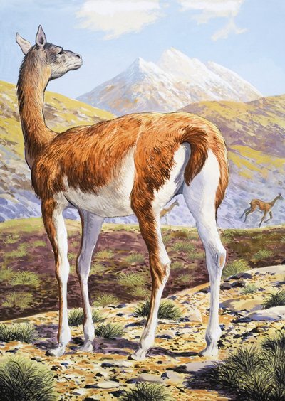 Guanacos gráciles de English School