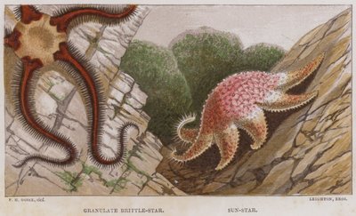 Granulado Brittle-Star, Sun-Star (litografía en color) de English School