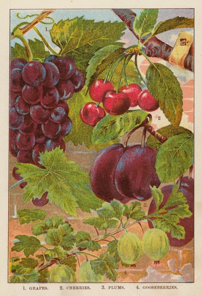Uvas; Cerezas; Ciruelas; Grosellas espinosas (litografía en color) de English School