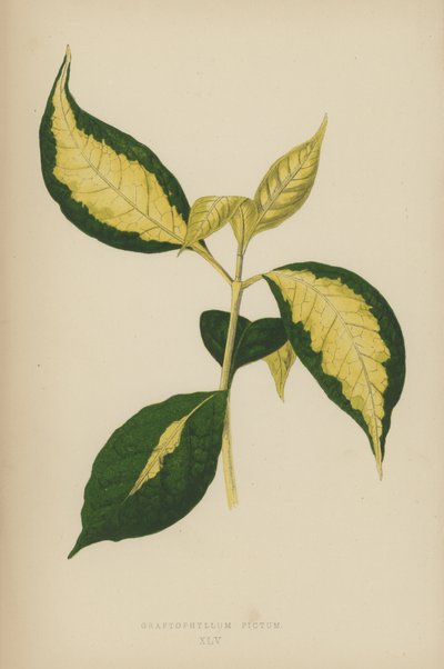 Graptophyllum Pictum de English School