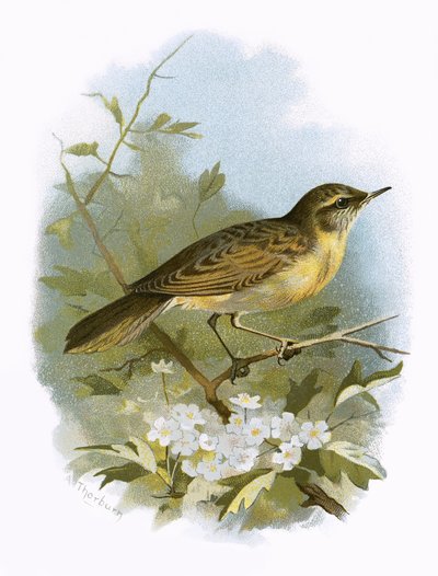 Buscarla de los Juncos de English School