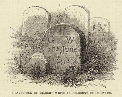 Lápida de Gilbert White en el cementerio de Selborne (grabado) de English School