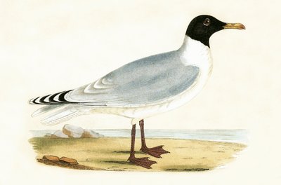 Gaviota cabecinegra, ilustración de 