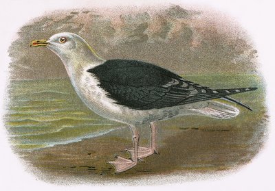 Gaviota de lomo negro de English School