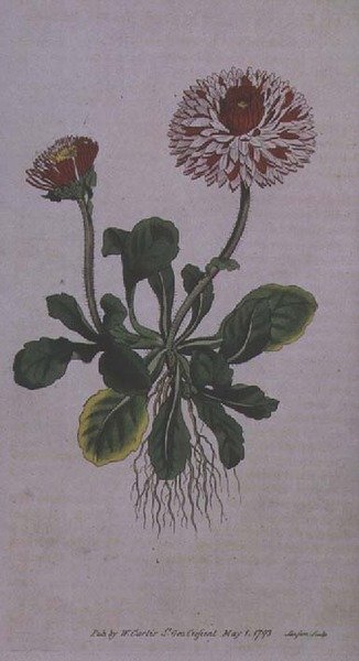 Gran Margarita Doble (Bellis perennis var. major flore pleno), lámina 228 del 