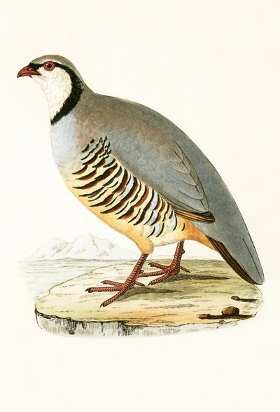 Perdiz griega, ilustración de 