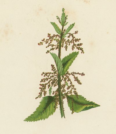 Ortiga verde, Urtica Dioica (litografía en color) de English School