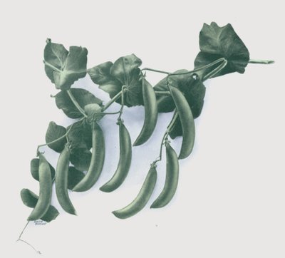 Guisantes verdes (lito de color) de English School