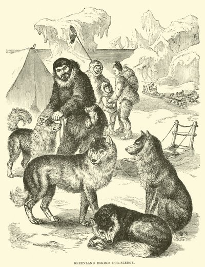 Trineo de perros esquimales de Groenlandia de English School