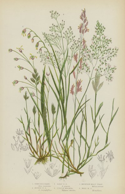 Hierba de los cabellos grises, Hierba de los cabellos plateados, Hierba de los cabellos tempranos, Molinea púrpura, Hierba mélica de montaña, Hierba mélica de bosque (litografía en color) de English School