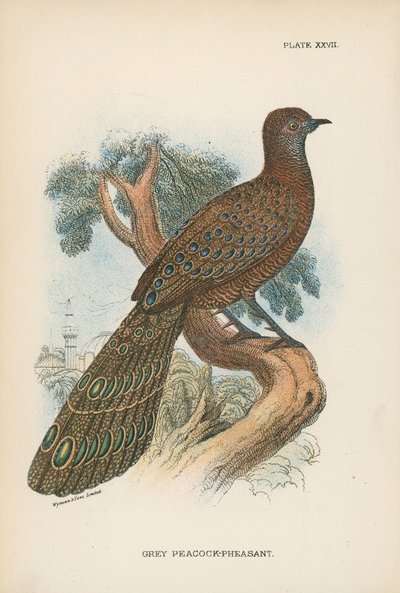 Faisán pavo real gris de English School