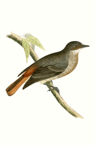 Colirrojo gris, ilustración de 