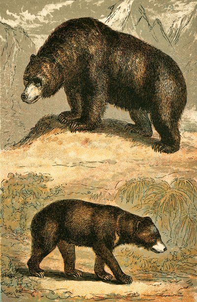 Oso Grizzly y Oso Malayo de English School