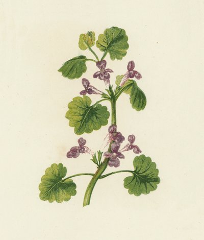 Hiedra de tierra, Glechoma Hederacea (litografía en color) de English School