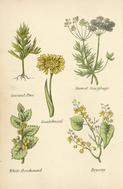 Pino de Tierra, Saxífraga de Burnet, Barba de Chivo, Marrubio Blanco, Bryonia de English School