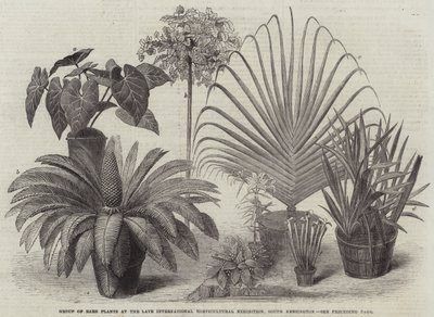 Grupo de Plantas Raras en la Última Exposición Internacional de Horticultura, South Kensington de English School
