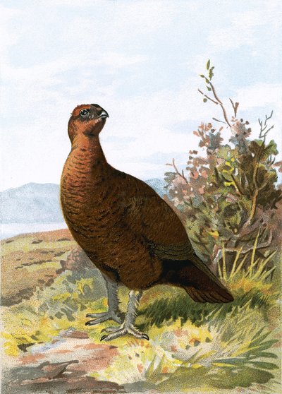 Urogallo de English School