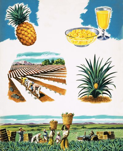 Cultivo de piñas de English School