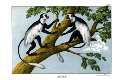 Guereza Monkey de English School
