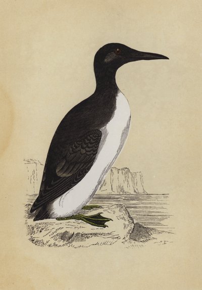 Guillemot (litografía en color) de English School