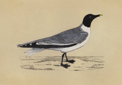 Gaviota (litografía en color) de English School